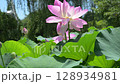 盛開的大賀蓮花 128934981