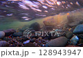 Salmon swimming upstream 128943947