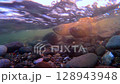 School of salmon - Underwater footage 128943948