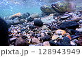Salmon swimming upstream in the clear streams of Shiretoko, Hokkaido 128943949