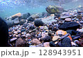 Salmon swimming upstream in the clear streams of Shiretoko, Hokkaido 128943951