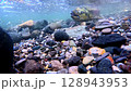 Salmon swimming upstream in the clear streams of Shiretoko, Hokkaido 128943953