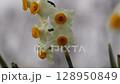 スイレンの花から花へ 128950849