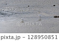 サギの散歩 128950851