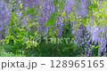 Vibrant green background and wisteria flowers Vibrant green background and wisteria flowers 128965165