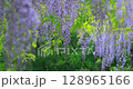 Vibrant green background and wisteria flowers Vibrant green background and wisteria flowers 128965166