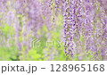 Wisteria flowers swaying in the wind Wisteria flowers swaying in the wind 128965168