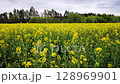 Expansive yellow rapeseed field under a cloudy sky. 128969901