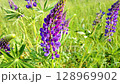 Vibrant purple lupin flower in a field. 128969902