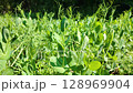 Lush green pea plants growing in a field. 128969904