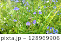 Delicate blue wildflowers in a field. 128969906