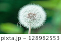 Beautiful round dandelion fluff 128982553