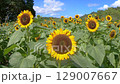 sunflower	 129007667