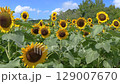 sunflower	 129007670