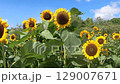 sunflower	 129007671