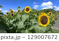 sunflower	 129007672
