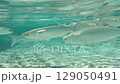 Fish swimming in the beautiful emerald green sea 129050491