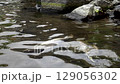 Troupes of salmon underwater 129056302
