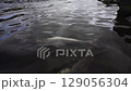 Troupes of salmon underwater 129056304