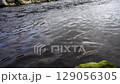 Troupes of salmon underwater 129056305