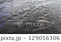 Troupes of salmon underwater 129056306