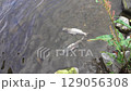 Troupes of salmon underwater 129056308