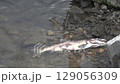 Troupes of salmon underwater 129056309