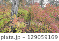 path in thickets of autumn forest, slow motion 129059169