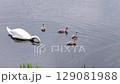 Swan family swimming in a pond. 129081988