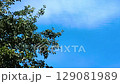 Green tree canopy against a clear blue sky. 129081989
