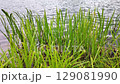 Green reeds growing at the water edge. 129081990
