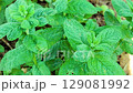 Close-up of fresh green mint leaves. 129081992