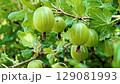 Ripe green gooseberries on the bush. 129081993