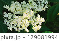 Close-up of delicate white elderflower blossoms. 129081994