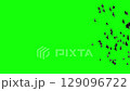 A flock of black birds flying bottom left to up right quickly, a group of pigeons chroma key green screen. Silhouettes of Migrating Birds in motion in the sky. Crows or Swallows. For compositing VFX 129096722