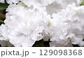 beautiful blossom of pure white african violet (senpolia)  home domestic  flower. macro footage 129098368