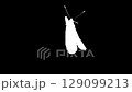 A real butterfly flaps its wings. Alpha channel. Chrome key. Filmmaking. Cinematography 129099213