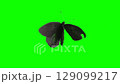 Butterfly flaps damaged wings. Lepidopterology. Entomology. Zoology. Green screen. Chrome Key 129099217