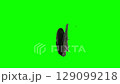 Green screen. Chrome key. Science project. Butterfly flaps damaged wings. Lepidopterology. Entomology. Zoology 129099218