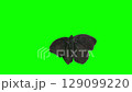 Science project. Green screen. Chrome key. Butterfly flaps damaged wings. Lepidopterology. Entomology. Zoology 129099220