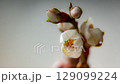 Timelapse A twig with buds of an apricot tree opens up on a delicate beige background. Spring motif of purity and freshness 129099224
