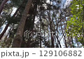 林を見上げる 129106882