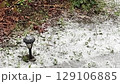スローで雪が地面に落ちる様 129106885