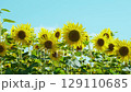 街角のひまわり畑 129110685