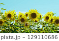 街角のひまわり畑 129110686