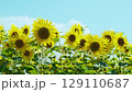 街角のひまわり畑 129110687