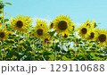 街角のひまわり畑 129110688