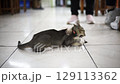 Thai Siamese cat playing together 129113362