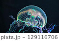 Lone jellyfish drifts in deep dark water conveying solitude elegance mystery delicate strength meditative feeling presence and gentle marine resilience 129116706