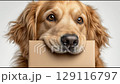 Golden Retriever with Mail Delivery 129116797